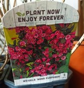 Venkovní keř - Weigela florida Nana Purpurea - Vajgélie květnatá (1/2)