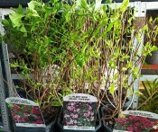 Venkovní keř - Weigela florida Nana Variegata - Vajgélie květnatá (2/2)