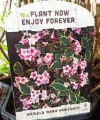 Venkovní keř - Weigela florida Nana Variegata - Vajgélie květnatá (1/2)