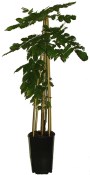 Vistárie - Wisteria 70 cm - kroucený více kmenů - nezasíláme - pouze na prodejně (2/2)