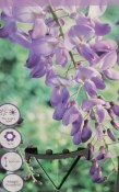 Vistárie - Wisteria fialová