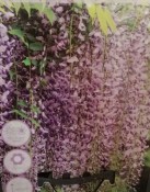 Vistárie - Wisteria sinensis Naga noda - růžová