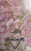 Vistárie - Wisteria floribunda rosea