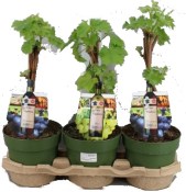 Vitis vinifera růžový