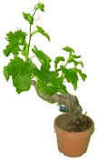 Vitis vinifera - velmi starý kmen malý (1/3)