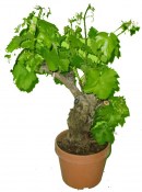 Vitis vinifera - velmi starý kmen malý (2/3)