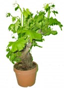 Vitis vinifera - velmi starý kmen malý (3/3)