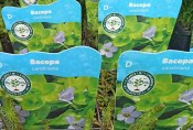 Vodní rostliny - Bacopa Caroliniana