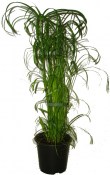 Vodní rostliny Cyperus alternifolius (Papyrus střídavolistý) 2.jakost