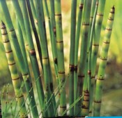 Vodní rostliny - Equisetum (Přeslička japonská)