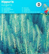 Vodní rostliny - Hippuris Vulgaris