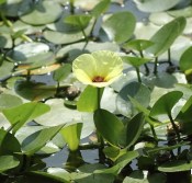 Vodní rostliny - Hydrocleys nymphoides - Hladinovka plavínovitá