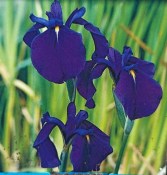 Vodní rostliny - Iris Kaempferi ensata (Kosatec Kaempferův)