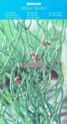 Vodní a pokojová rostlina - Juncus effusus SPIRALIS (Sítina rozkladitá)