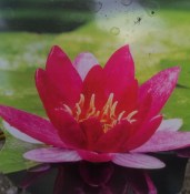 Vodní rostliny - Leknín Pigmaea malé listy červený