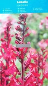 Vodní rostliny - Lobelia cardinalis (Lobelka šarlatová)