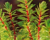 Vodní rostliny - Myriophylum