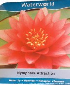 Vodní rostliny - Nymphaea Attraction (Leknín růžovobílý) - box (1/2)