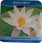 Vodní rostliny - Nymphaea Pygmaea Alba (Leknín bílý) - box (1/2)