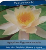 Vodní rostliny - Nymphaea Pygmaea Helvola (Leknín žlutý) - box (1/2)