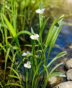 Vodní rostliny - Sagittaria graminea (Šípatka trávolistá) (2/2)