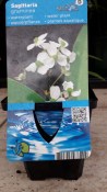 Vodní rostliny - Sagittaria graminea (Šípatka trávolistá)