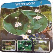 Vodní rostliny - Sagittaria Latifolia (Šípatka širolistá) - box (1/2)