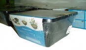 Vodní rostliny - Sagittaria Latifolia (Šípatka širolistá) - box (2/2)