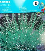 Vodní rostliny - Scirpus isolepsis