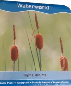 Vodní rostliny - Typha minima (Orobinec nejmenší) (1/2)