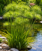Vodní rostliny - Cyperus alternifolius (Papyrus střídavolistý)