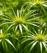 Vodní rostliny - Cyperus alternifolius (Papyrus střídavolistý) (2/2)