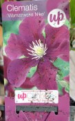 Popínavá rostlina Clematis růžový