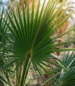 Palma Washingtonea robusta (2/2)
