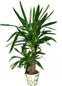 Yucca 3 kmeny 145 cm