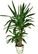 Yucca 2 kmeny 100 cm