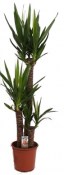 Yucca elephantipes obří 3 kmeny XL 2. jakost