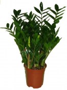 Zamioculcas střední