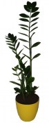 Zamioculcas