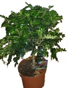 Zanthoxylum - čínský pepř 2.jakost (2/2)