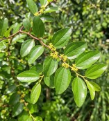 Ziziphus jujuba - cicimek obecný - čínský datle (2/2)