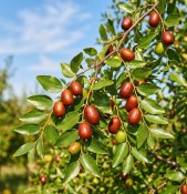 Ziziphus jujuba - cicimek obecný - čínský datle (1/2)