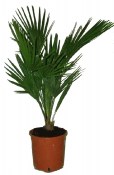 Žumara - Chamaerops humilis XL 
