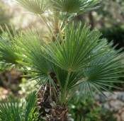 Žumara - Chamaerops humilis XL  (2/2)