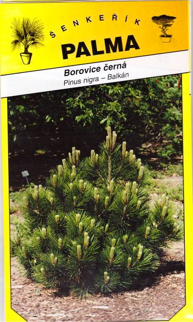 Semena Borovice černá – Pinus nigra