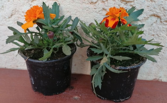 Tagetes patula solena - aksamitník rozkladitý - afrikán