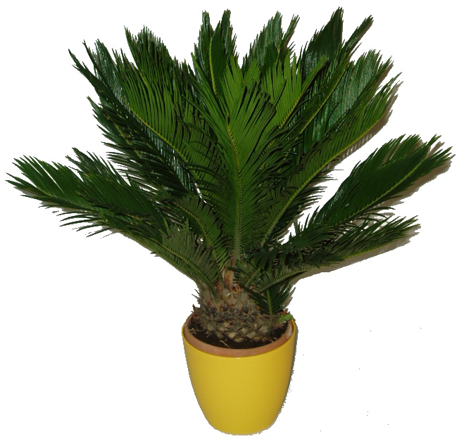 Palma - Cycas revoluta velká