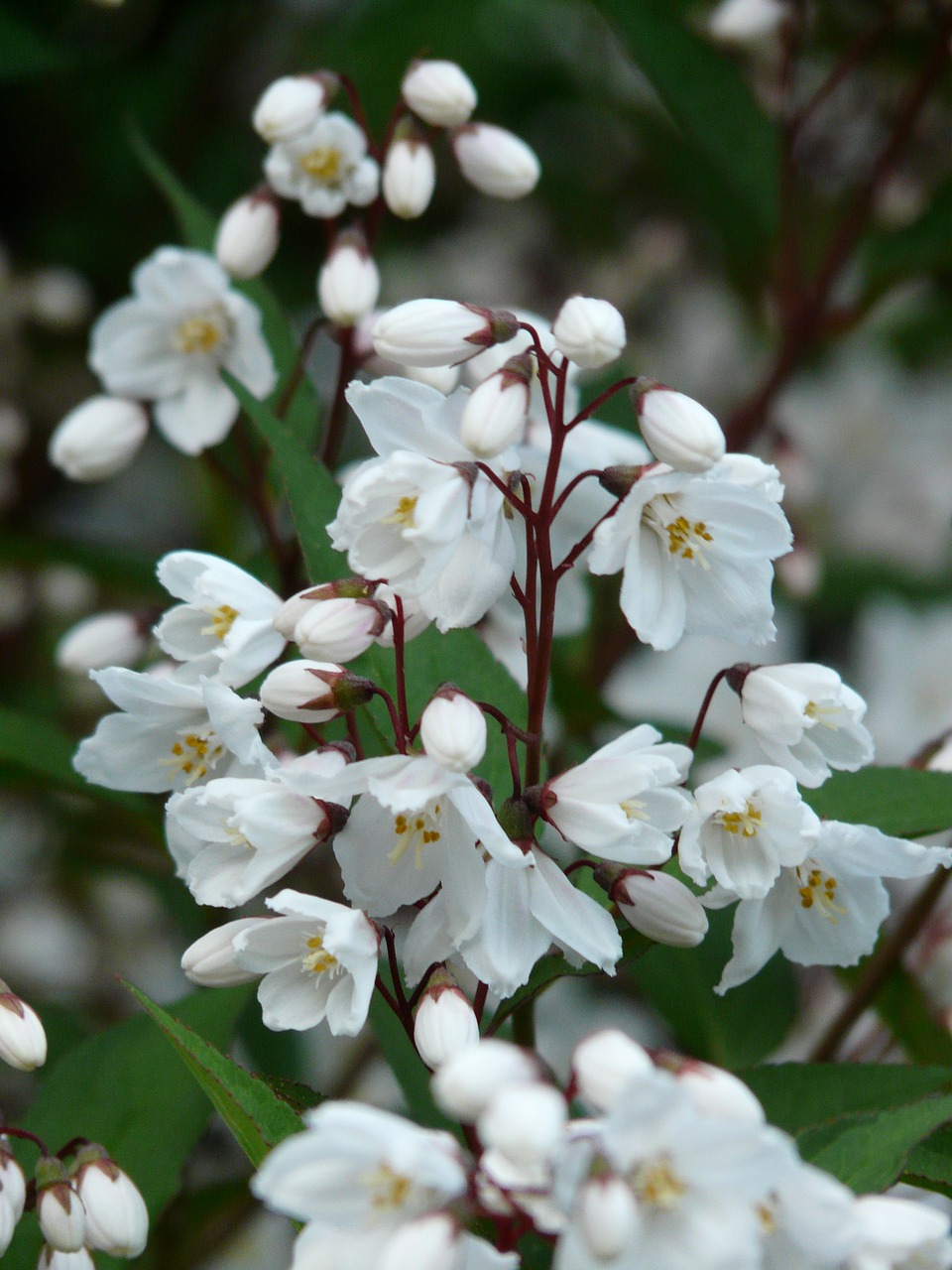 Venkovní keř - Deutzia scabra bílá - Trojpuk