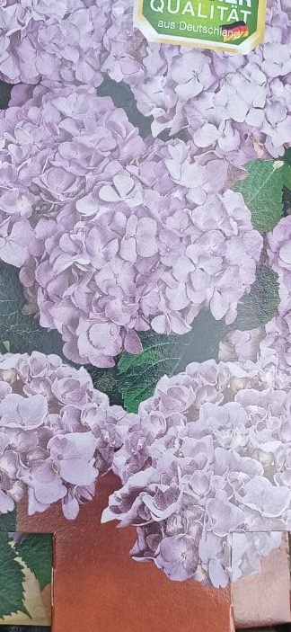 Venkovní keř - Hortensie - Hydrangea anomala petiola bílá
