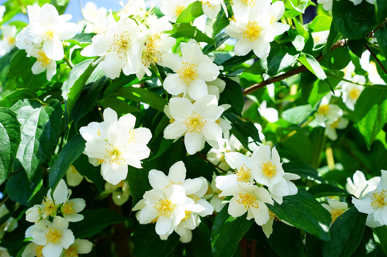 Venkovní keř - Philadelphus virginal - Pustoryl